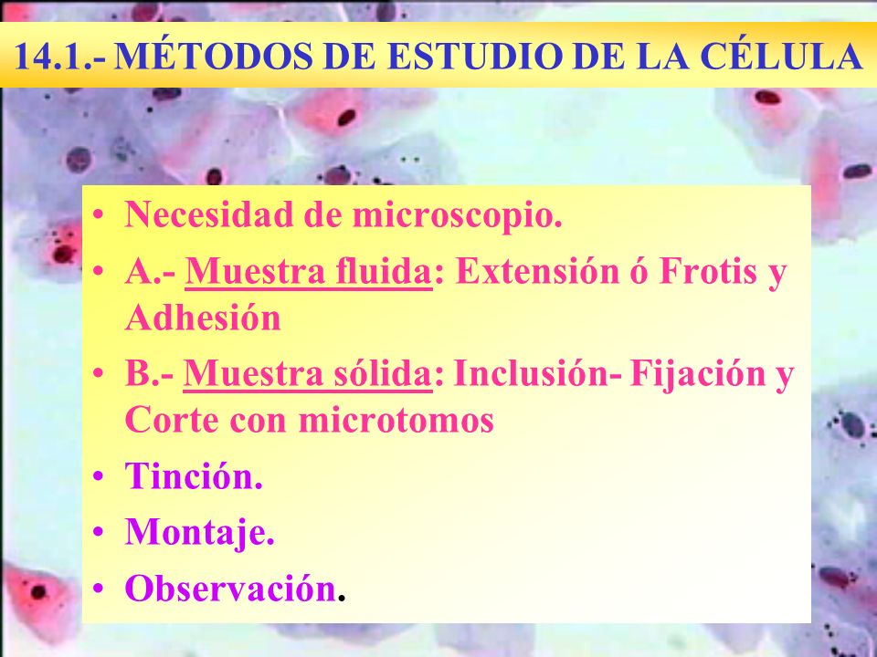 MÉTODOS DE ESTUDIO DE LA CÉLULA
