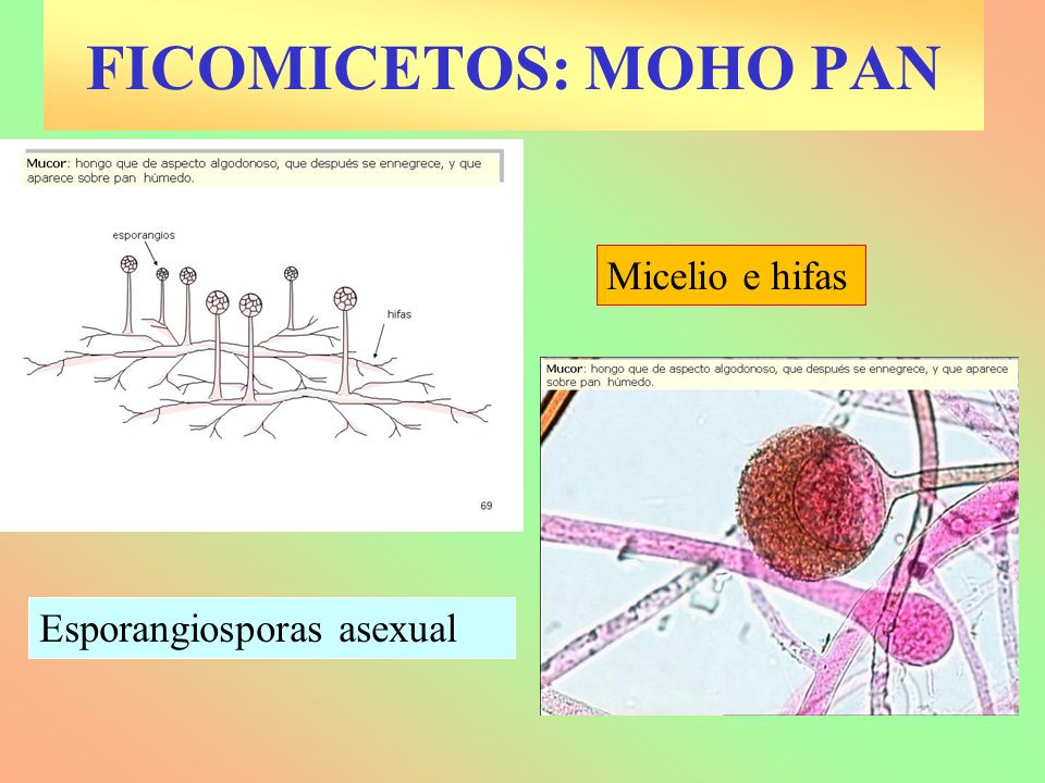 FICOMICETOS: MOHO PAN Micelio e hifas Esporangiosporas asexual