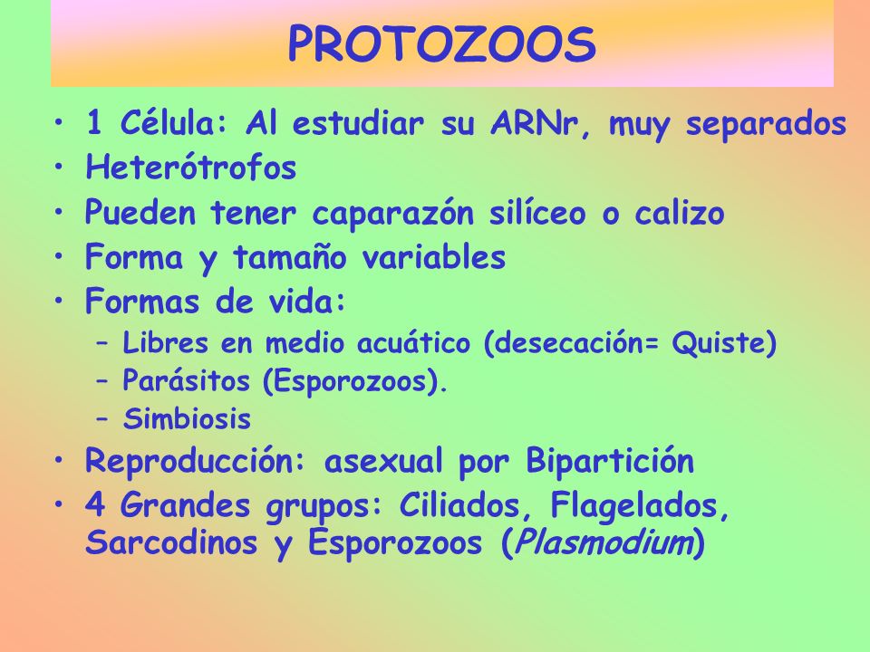PROTOZOOS 1 Célula: Al estudiar su ARNr, muy separados Heterótrofos