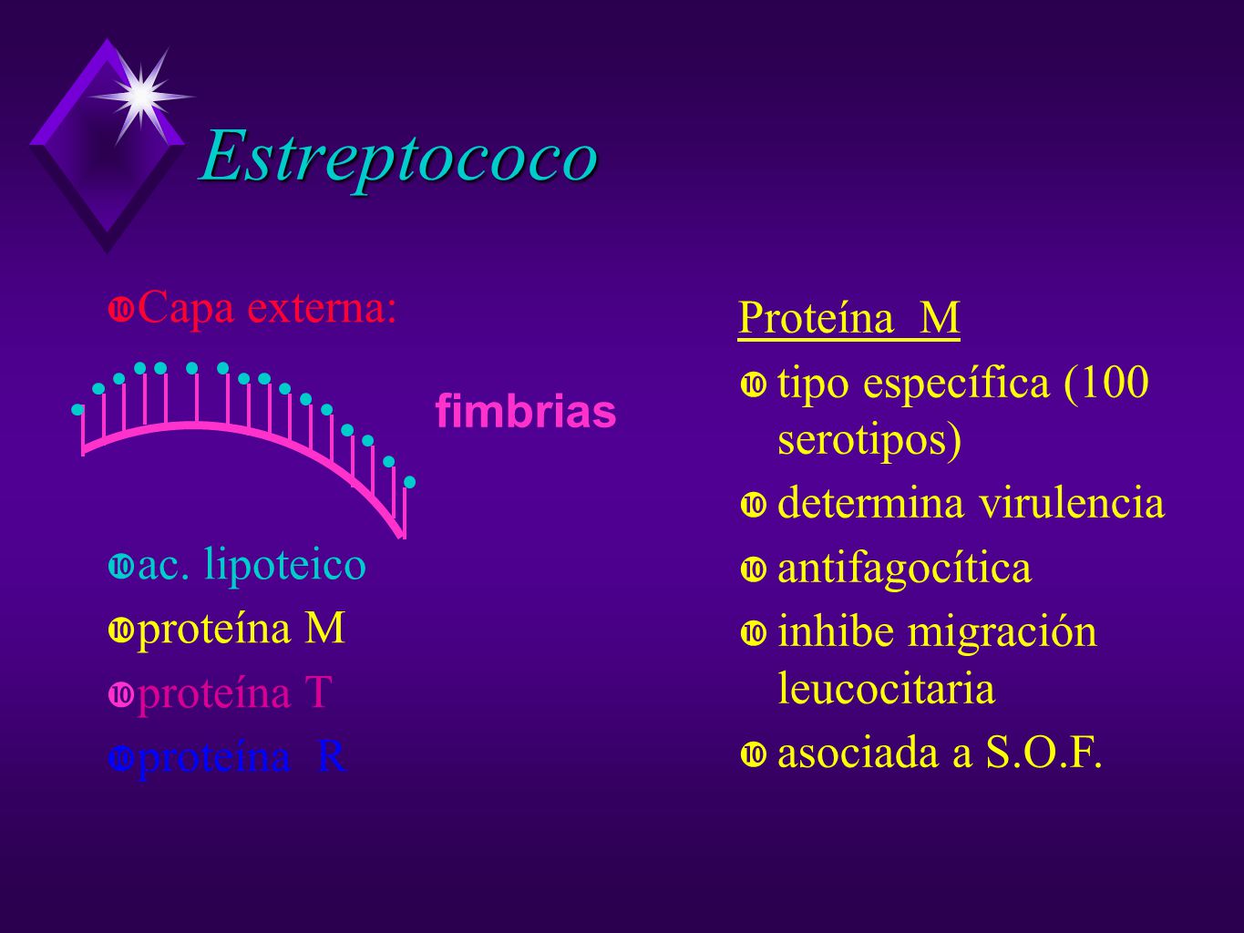 Estreptococo Capa externa: Proteína M tipo específica (100 serotipos)