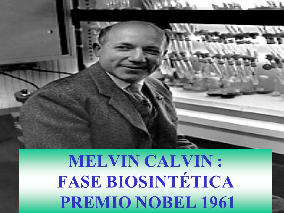 MELVIN CALVIN : FASE BIOSINTÉTICA PREMIO NOBEL 1961