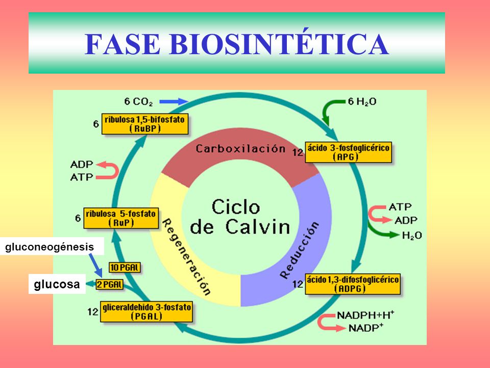 FASE BIOSINTÉTICA gluconeogénesis glucosa