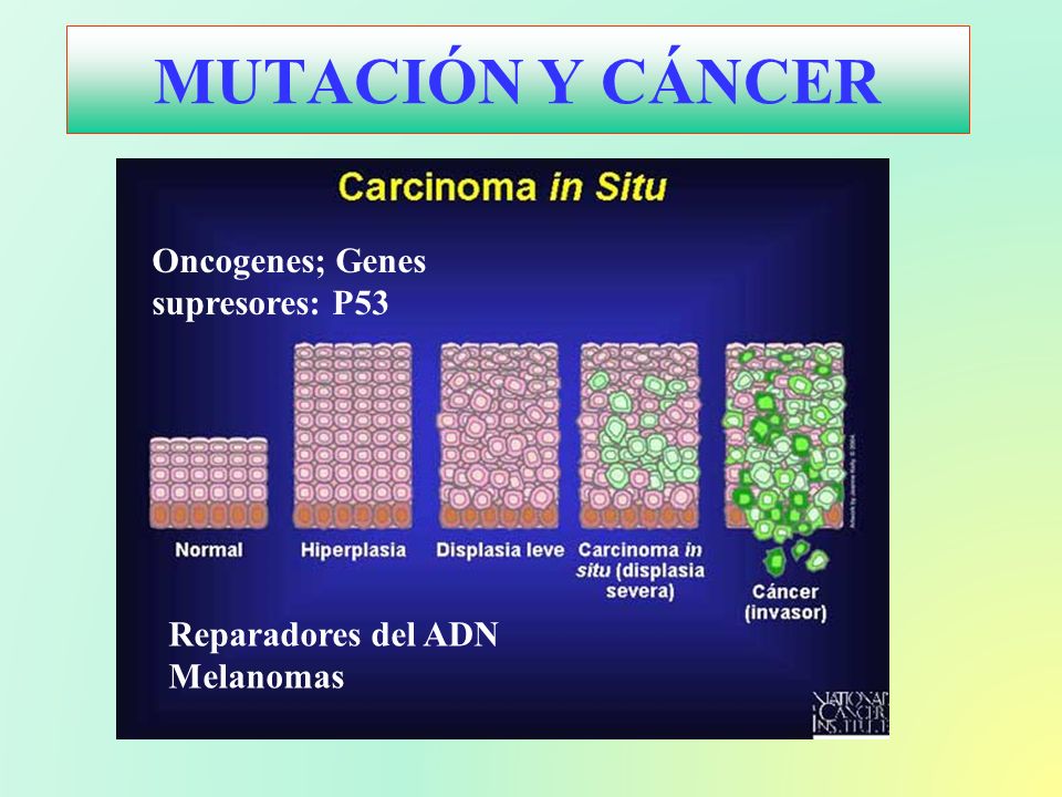 MUTACIÓN Y CÁNCER Oncogenes; Genes supresores: P53 Reparadores del ADN
