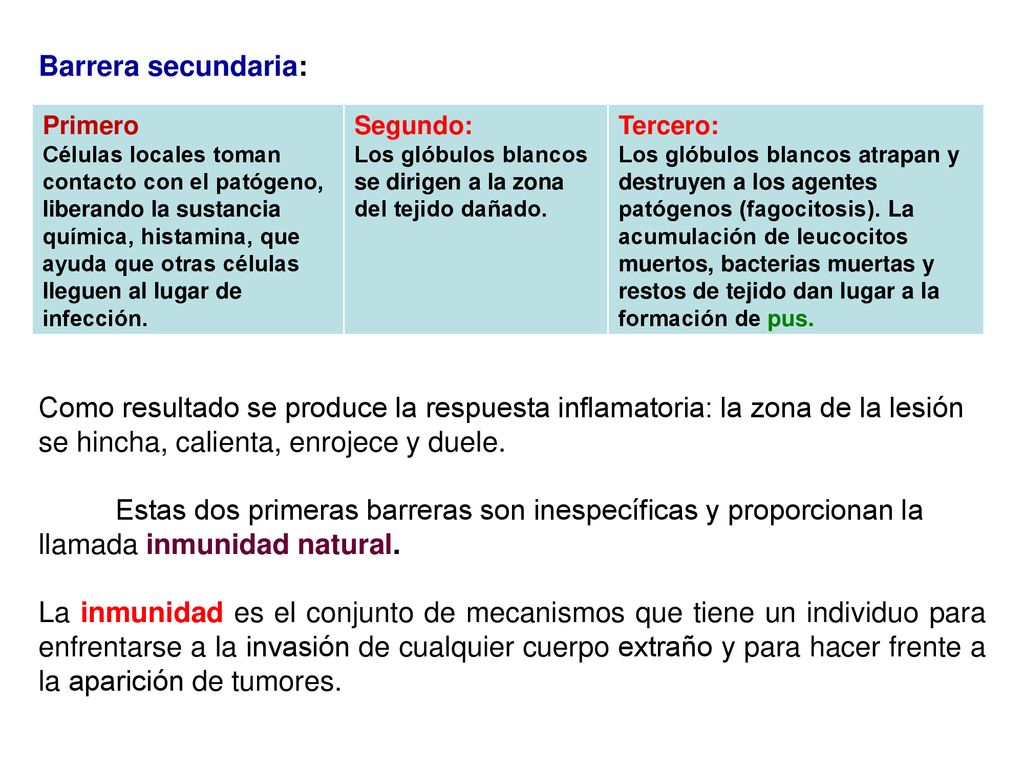 Barrera secundaria: Como resultado se produce la respuesta inflamatoria: la zona de la lesión se hincha, calienta, enrojece y duele.