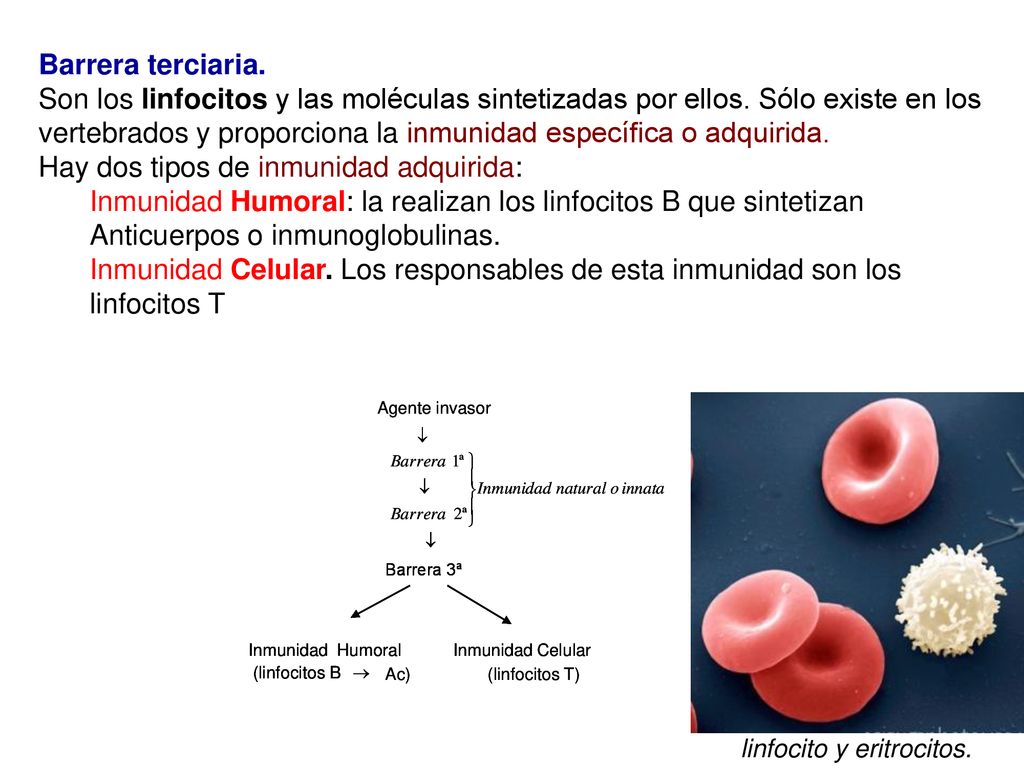 Hay dos tipos de inmunidad adquirida:
