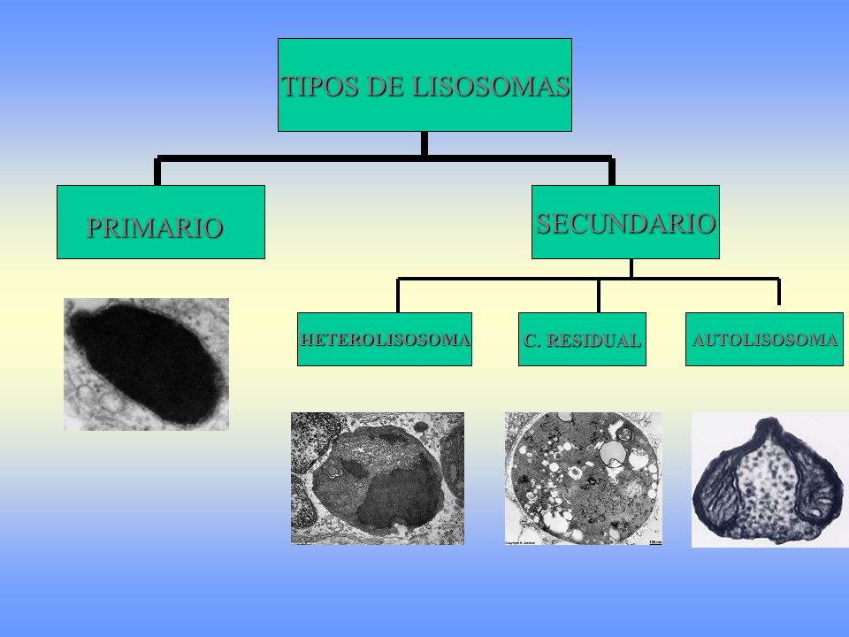 TIPOS DE LISOSOMAS SECUNDARIO PRIMARIO C. RESIDUAL HETEROLISOSOMA