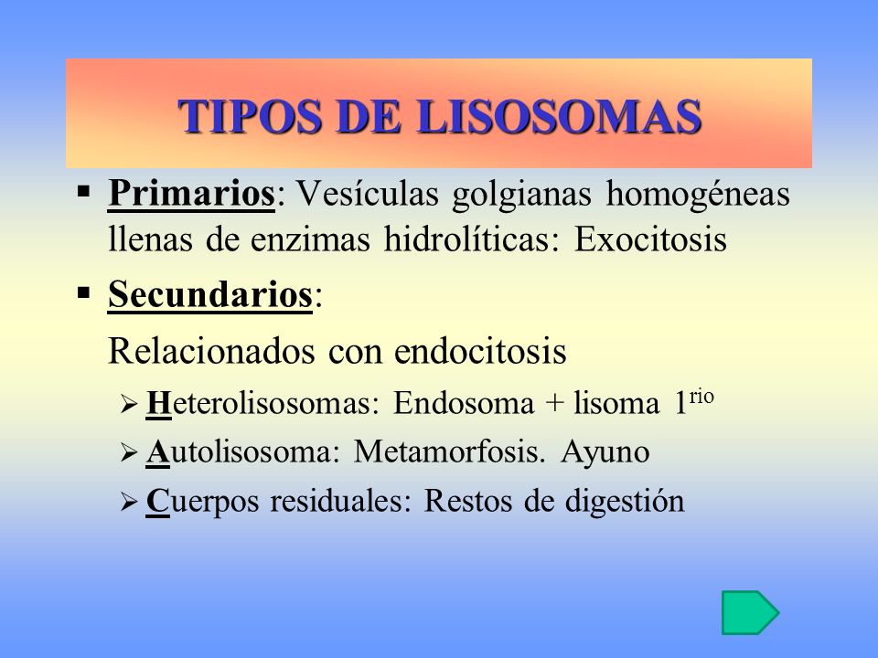 TIPOS DE LISOSOMAS Primarios: Vesículas golgianas homogéneas llenas de enzimas hidrolíticas: Exocitosis.
