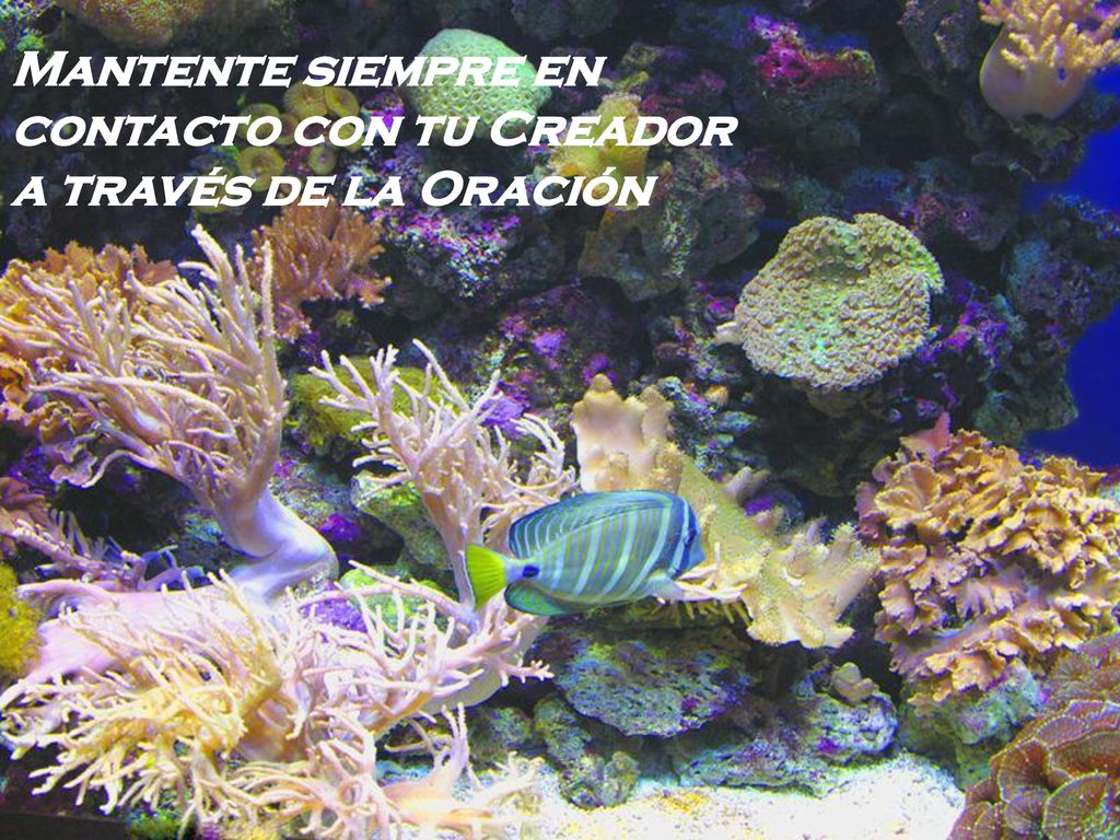 Mantente siempre en contacto con tu Creador a través de la Oración