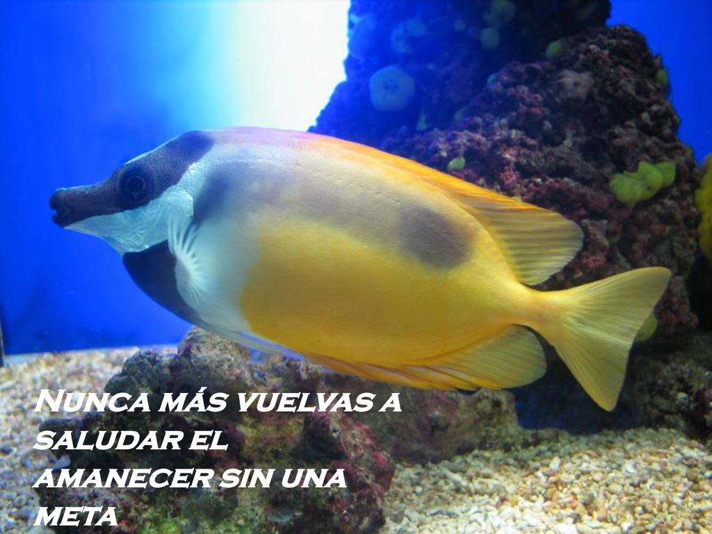 Nunca más vuelvas a saludar el amanecer sin una meta