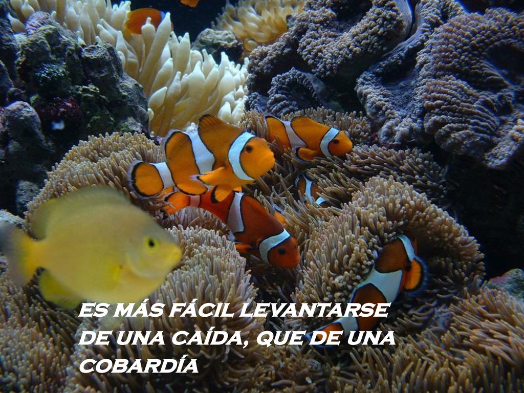 es más fácil levantarse de una caída, que de una cobardía