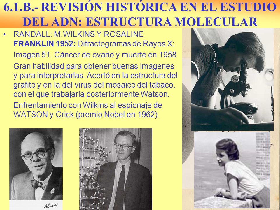 6.1.B.- REVISIÓN HISTÓRICA EN EL ESTUDIO DEL ADN: ESTRUCTURA MOLECULAR