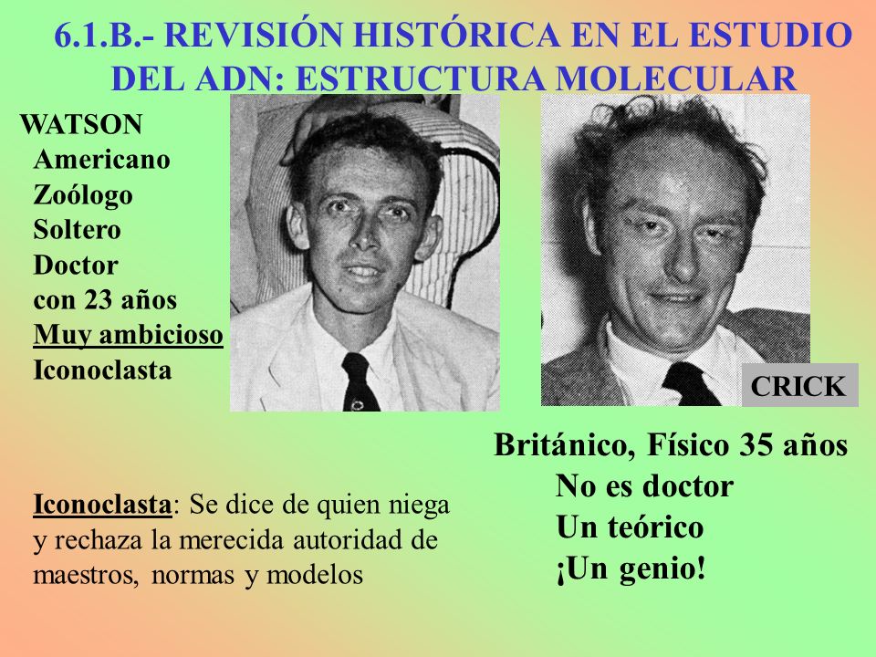 6.1.B.- REVISIÓN HISTÓRICA EN EL ESTUDIO DEL ADN: ESTRUCTURA MOLECULAR