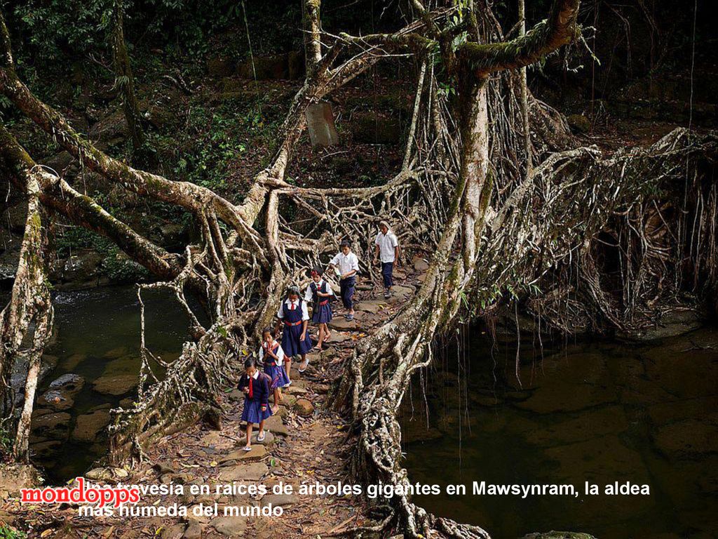 Una travesía en raíces de árboles gigantes en Mawsynram, la aldea más húmeda del mundo