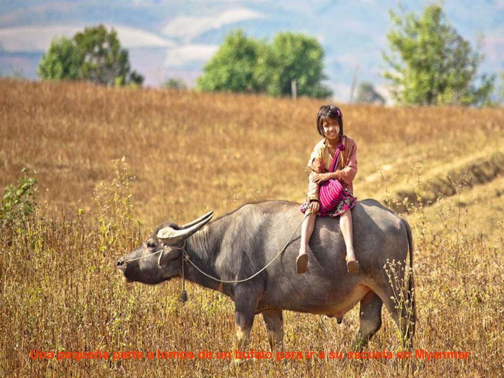 Una pequeña parte a lomos de un bufalo para ir a su escuela en Myanmar
