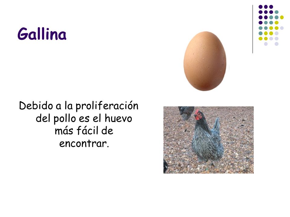 Gallina Debido a la proliferación del pollo es el huevo más fácil de encontrar.