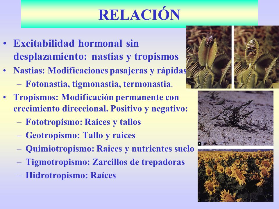 RELACIÓN Excitabilidad hormonal sin desplazamiento: nastias y tropismos. Nastias: Modificaciones pasajeras y rápidas:
