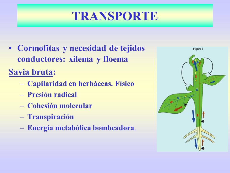 TRANSPORTE Cormofitas y necesidad de tejidos conductores: xilema y floema. Savia bruta: Capilaridad en herbáceas. Físico.
