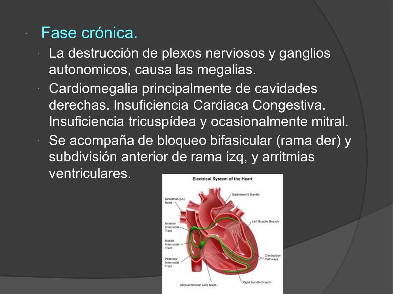 Fase crónica. La destrucción de plexos nerviosos y ganglios autonomicos, causa las megalias.