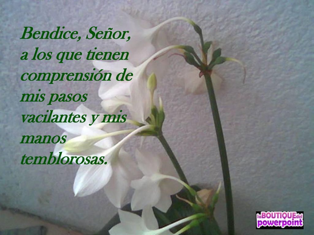 Bendice, Señor, a los que tienen comprensión de mis pasos vacilantes y mis manos temblorosas.