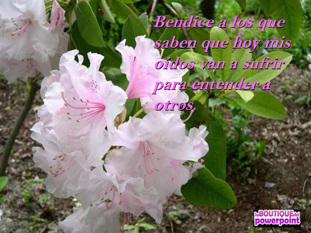 Bendice a los que saben que hoy mis oídos van a sufrir para entender a otros.