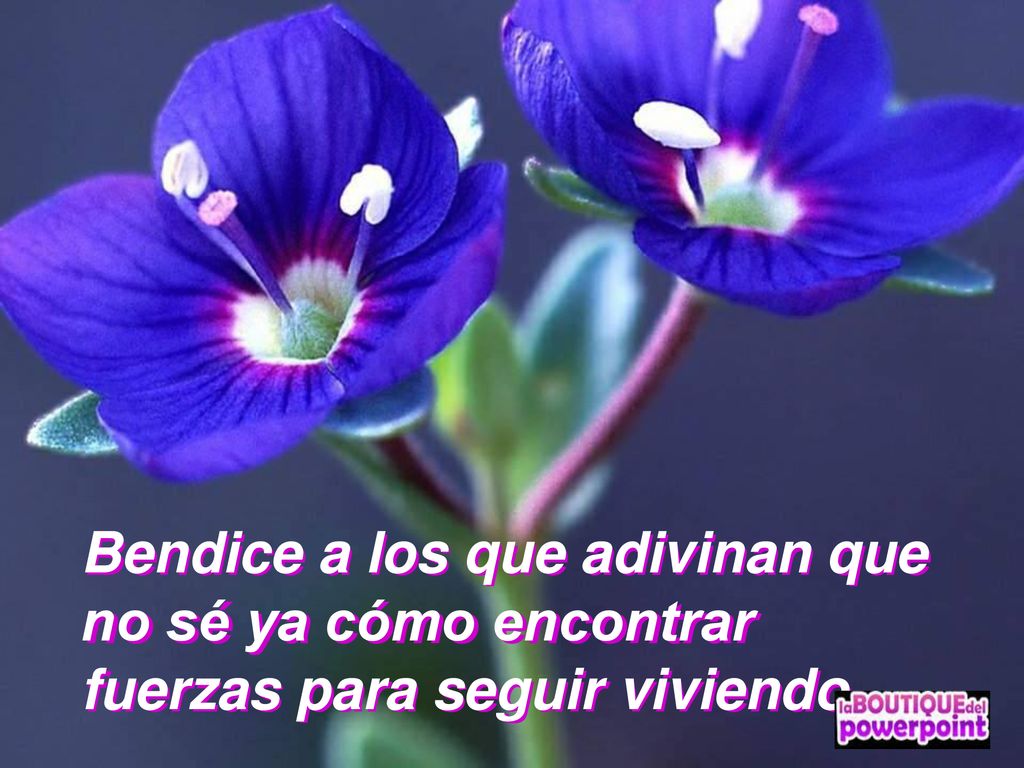 Bendice a los que adivinan que no sé ya cómo encontrar fuerzas para seguir viviendo.