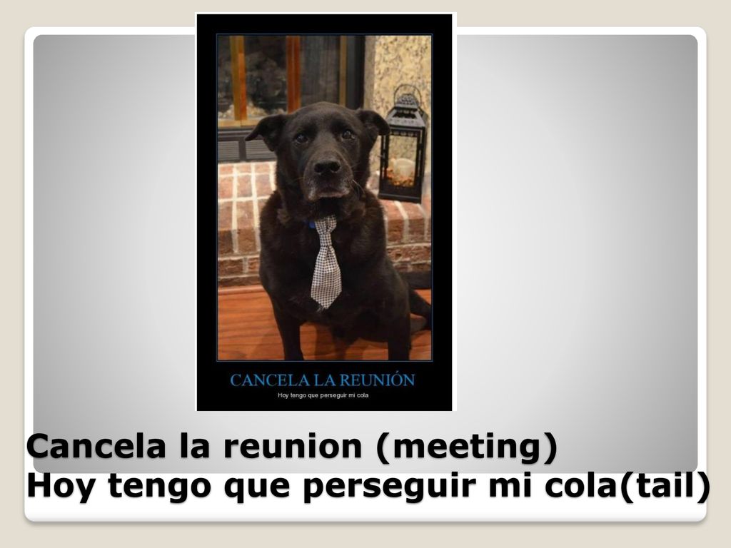 Cancela la reunion (meeting) Hoy tengo que perseguir mi cola(tail)