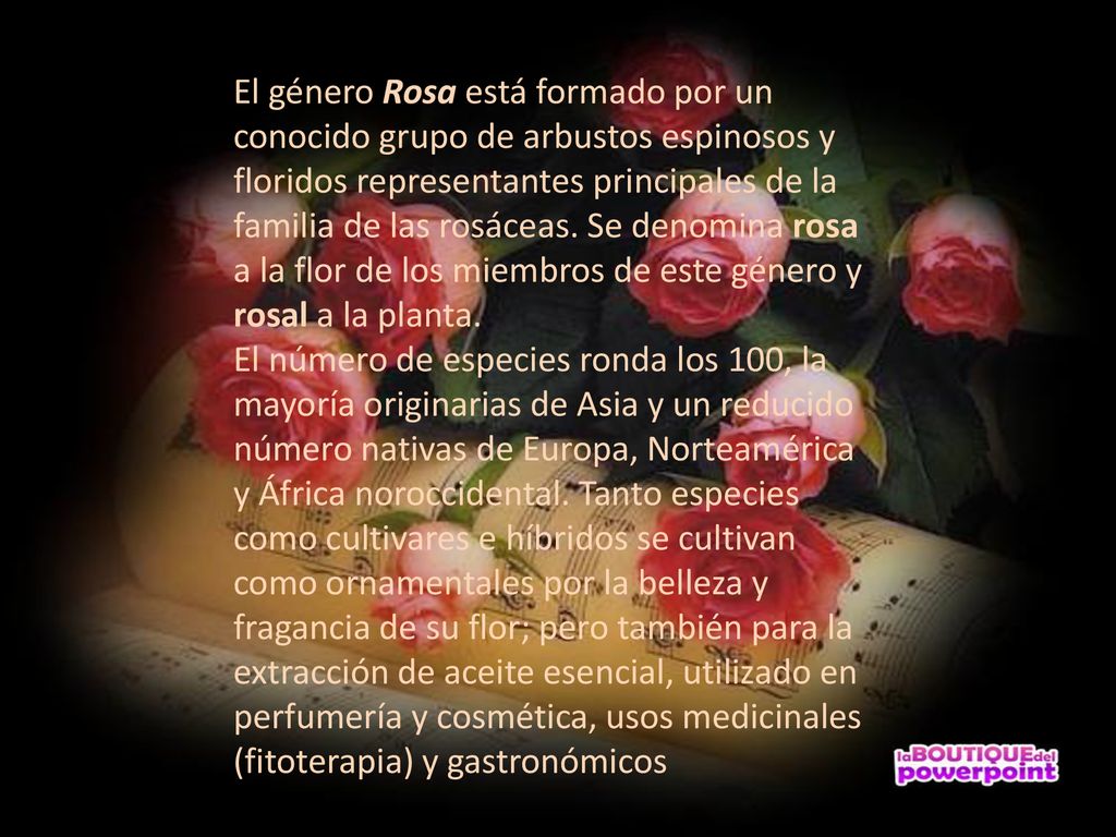 El género Rosa está formado por un conocido grupo de arbustos espinosos y floridos representantes principales de la familia de las rosáceas. Se denomina rosa a la flor de los miembros de este género y rosal a la planta.
