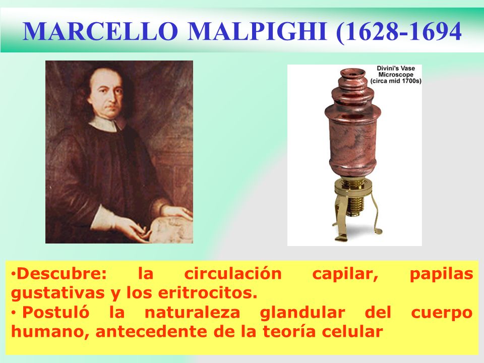MARCELLO MALPIGHI ( Descubre: la circulación capilar, papilas gustativas y los eritrocitos.