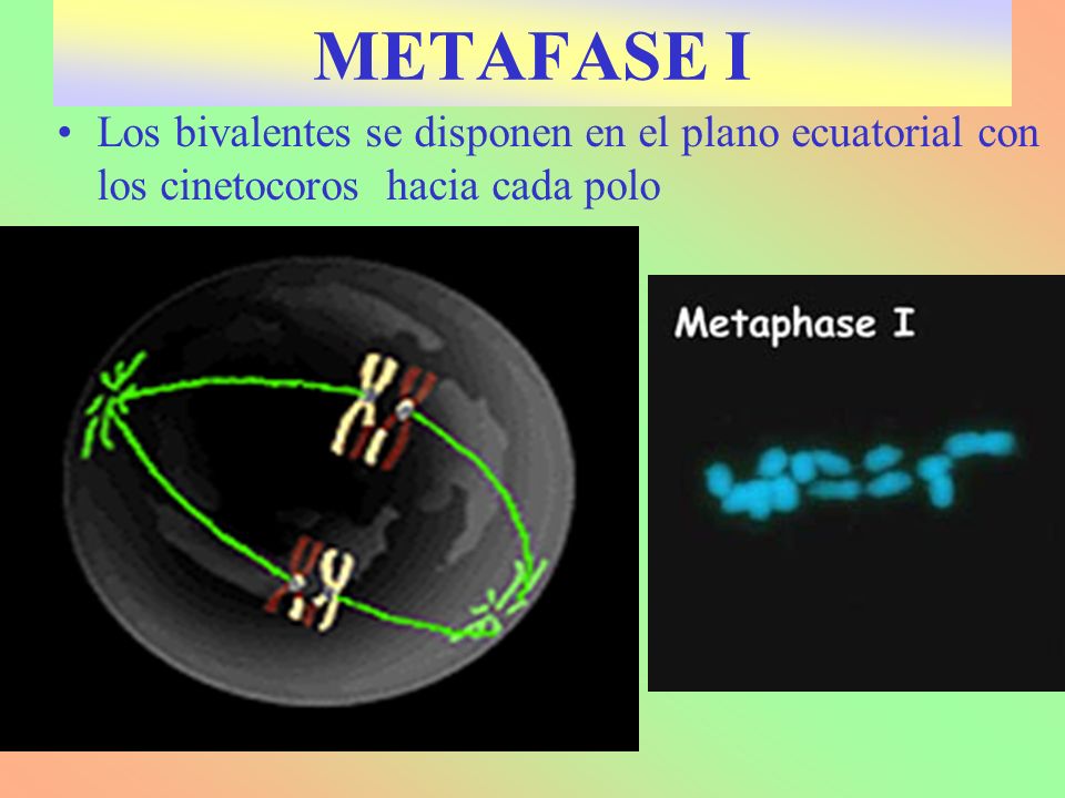 METAFASE I Los bivalentes se disponen en el plano ecuatorial con los cinetocoros hacia cada polo