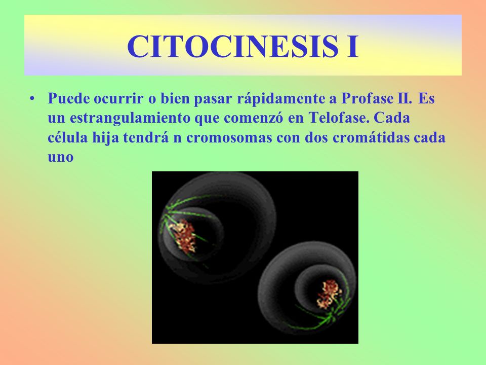 CITOCINESIS I