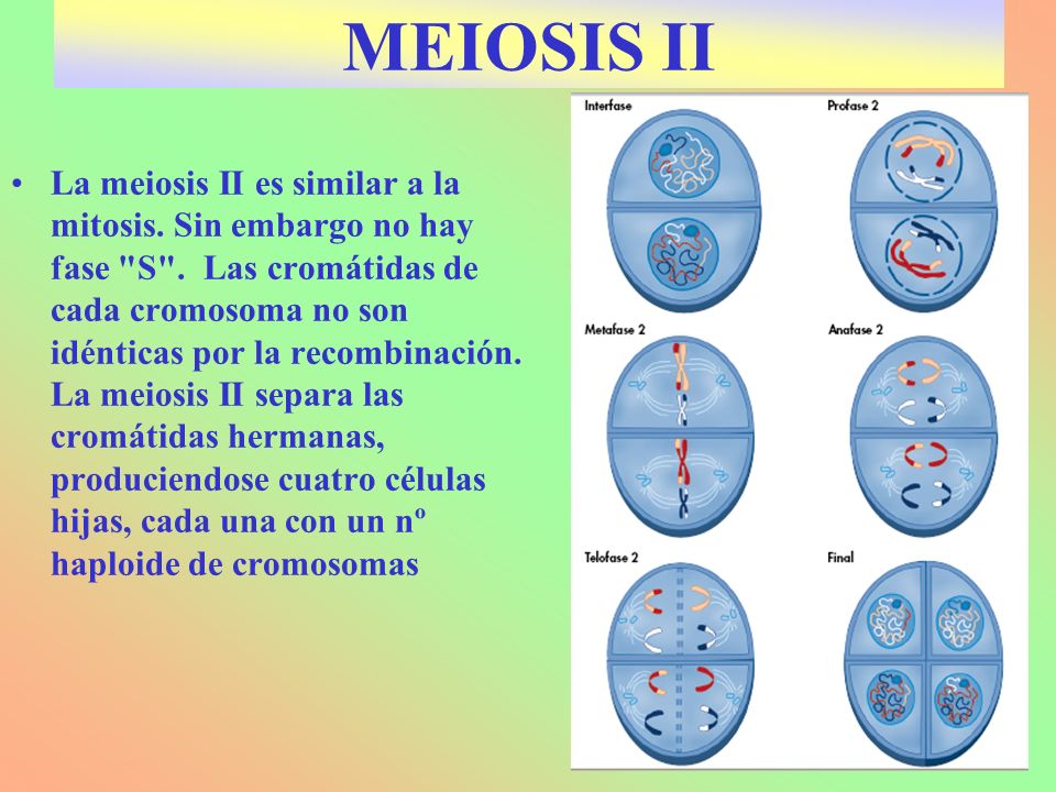 MEIOSIS II