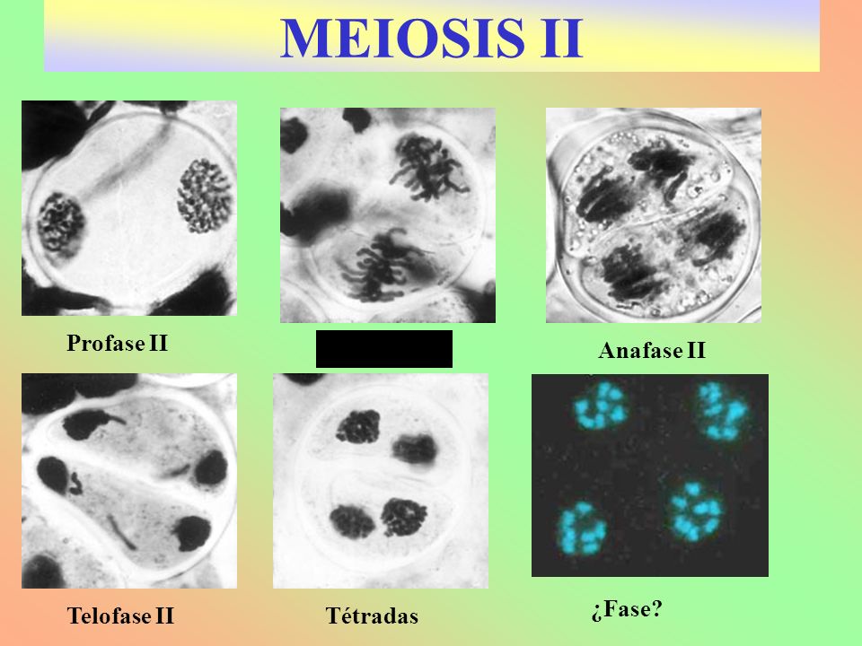 MEIOSIS II Profase II Tétradas Anafase II ¿Fase Telofase II Tétradas