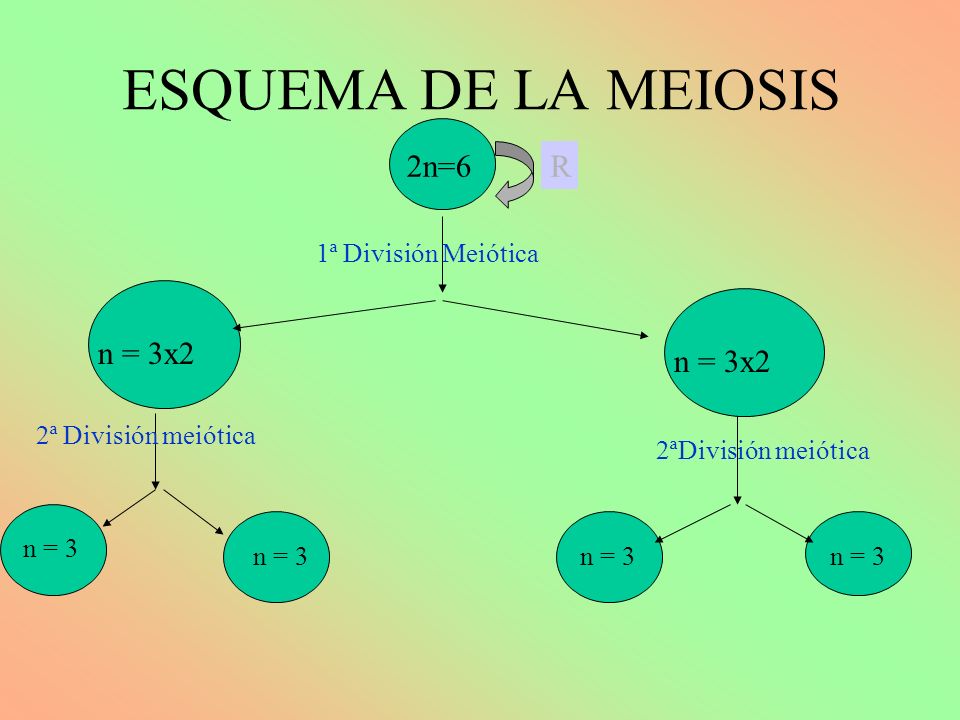 ESQUEMA DE LA MEIOSIS 2n=6 R n = 3x2 n = 3x2 n2 =6