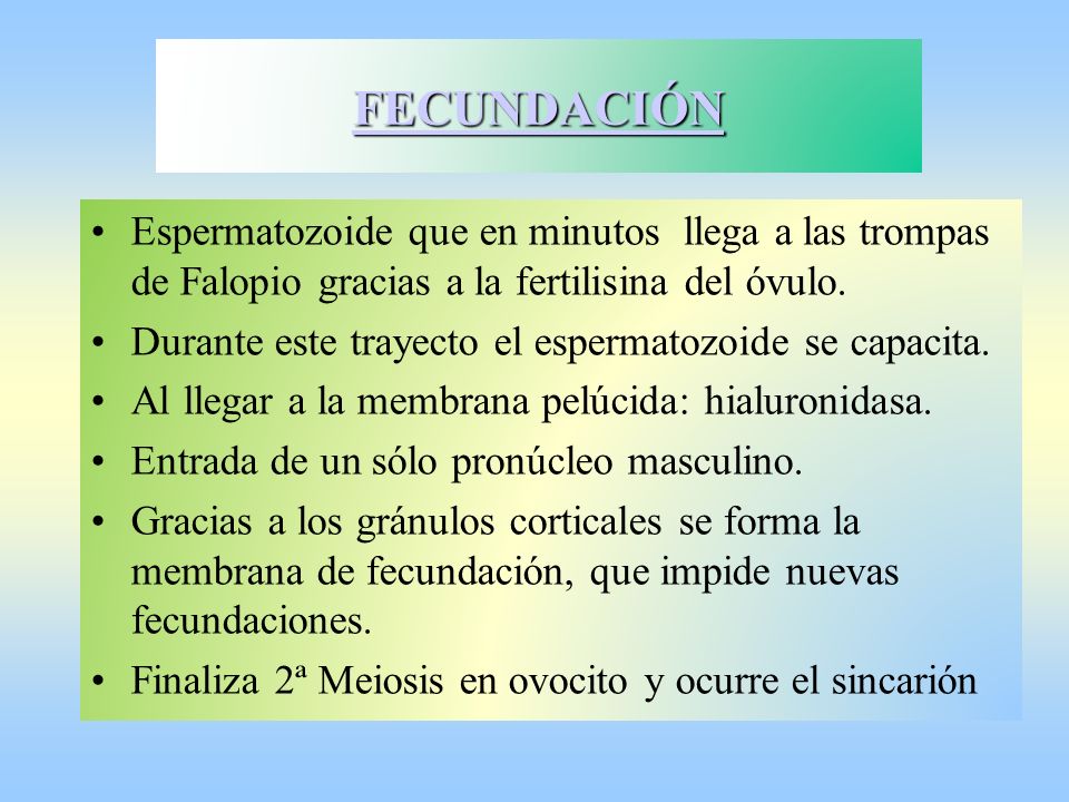 FECUNDACIÓN Espermatozoide que en minutos llega a las trompas de Falopio gracias a la fertilisina del óvulo.