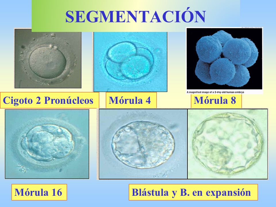 SEGMENTACIÓN Cigoto 2 Pronúcleos Mórula 4 Mórula 8 Mórula 16