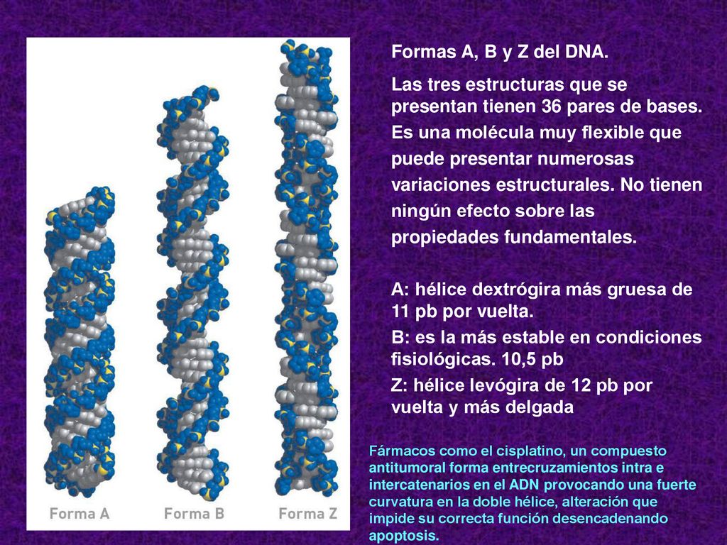 Las tres estructuras que se presentan tienen 36 pares de bases.
