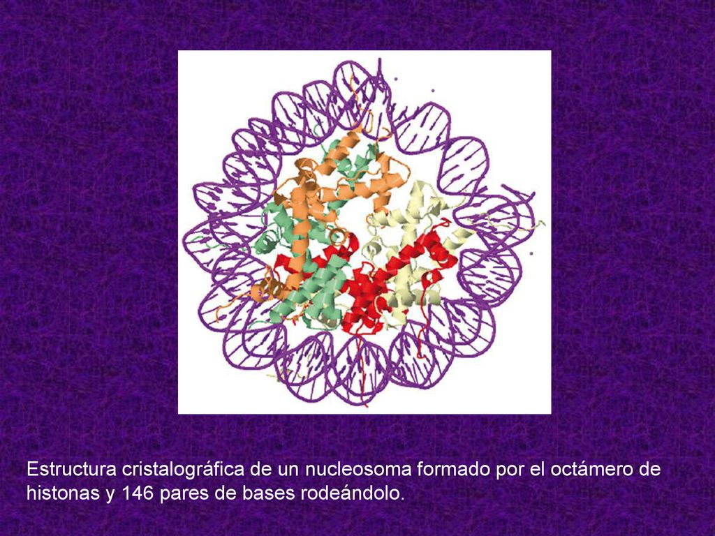 Estructura cristalográfica de un nucleosoma formado por el octámero de histonas y 146 pares de bases rodeándolo.