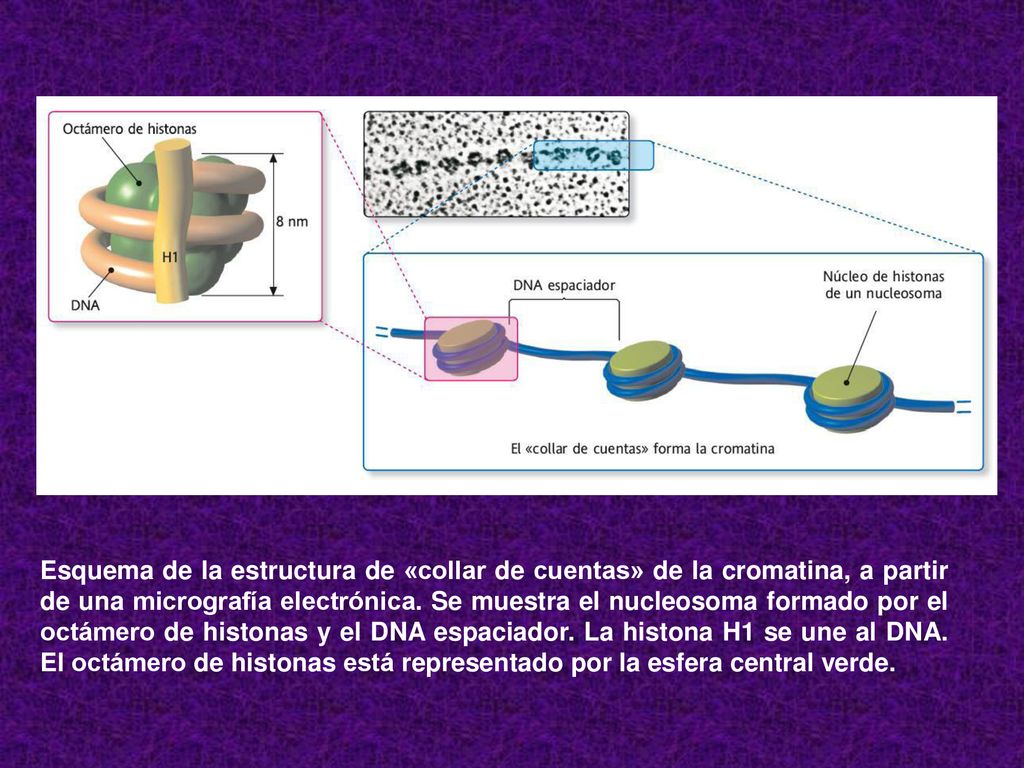 Esquema de la estructura de «collar de cuentas» de la cromatina, a partir de una micrografía electrónica.