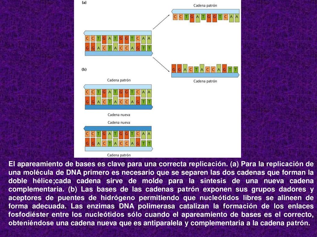 El apareamiento de bases es clave para una correcta replicación