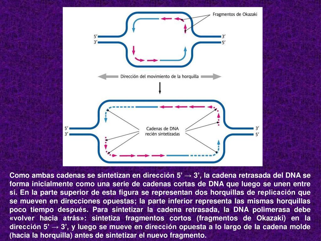 Como ambas cadenas se sintetizan en dirección 5’ → 3’, la cadena retrasada del DNA se forma inicialmente como una serie de cadenas cortas de DNA que luego se unen entre sí.