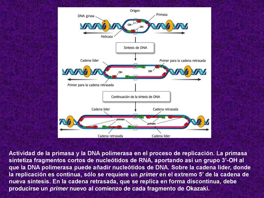 Actividad de la primasa y la DNA polimerasa en el proceso de replicación.