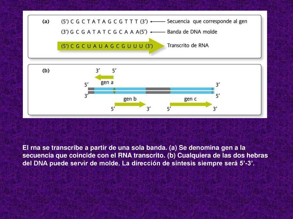 El rna se transcribe a partir de una sola banda