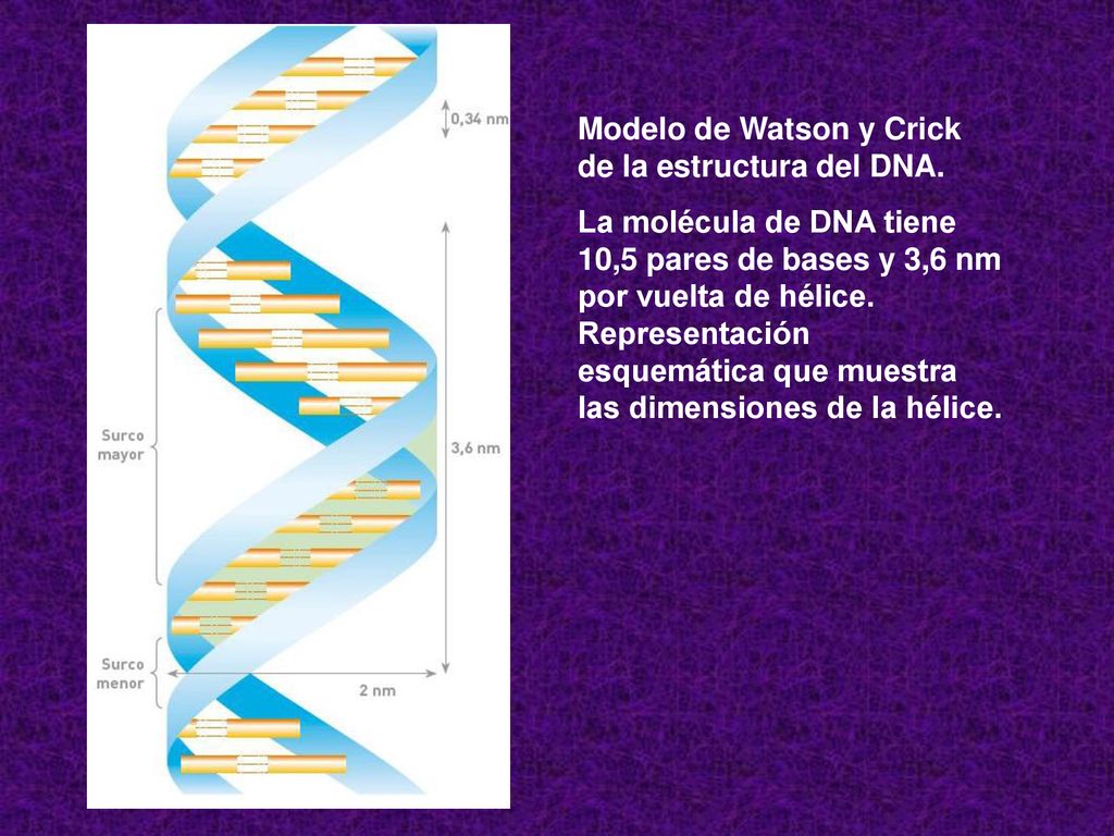 Modelo de Watson y Crick de la estructura del DNA.