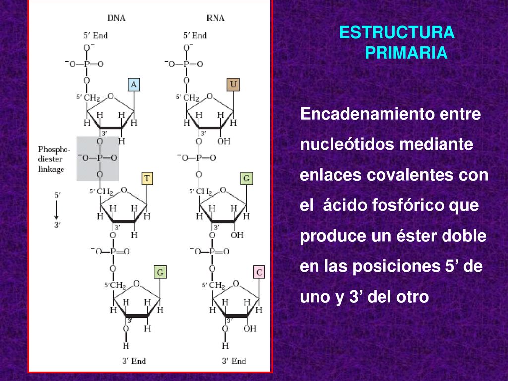 ESTRUCTURA PRIMARIA Encadenamiento entre. nucleótidos mediante. enlaces covalentes con. el ácido fosfórico que.