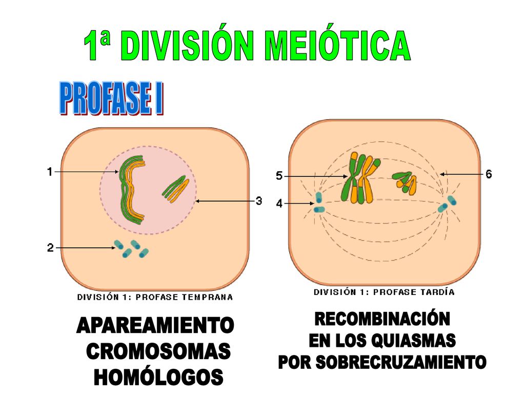 1ª DIVISIÓN MEIÓTICA PROFASE I. RECOMBINACIÓN. EN LOS QUIASMAS. POR SOBRECRUZAMIENTO. APAREAMIENTO.