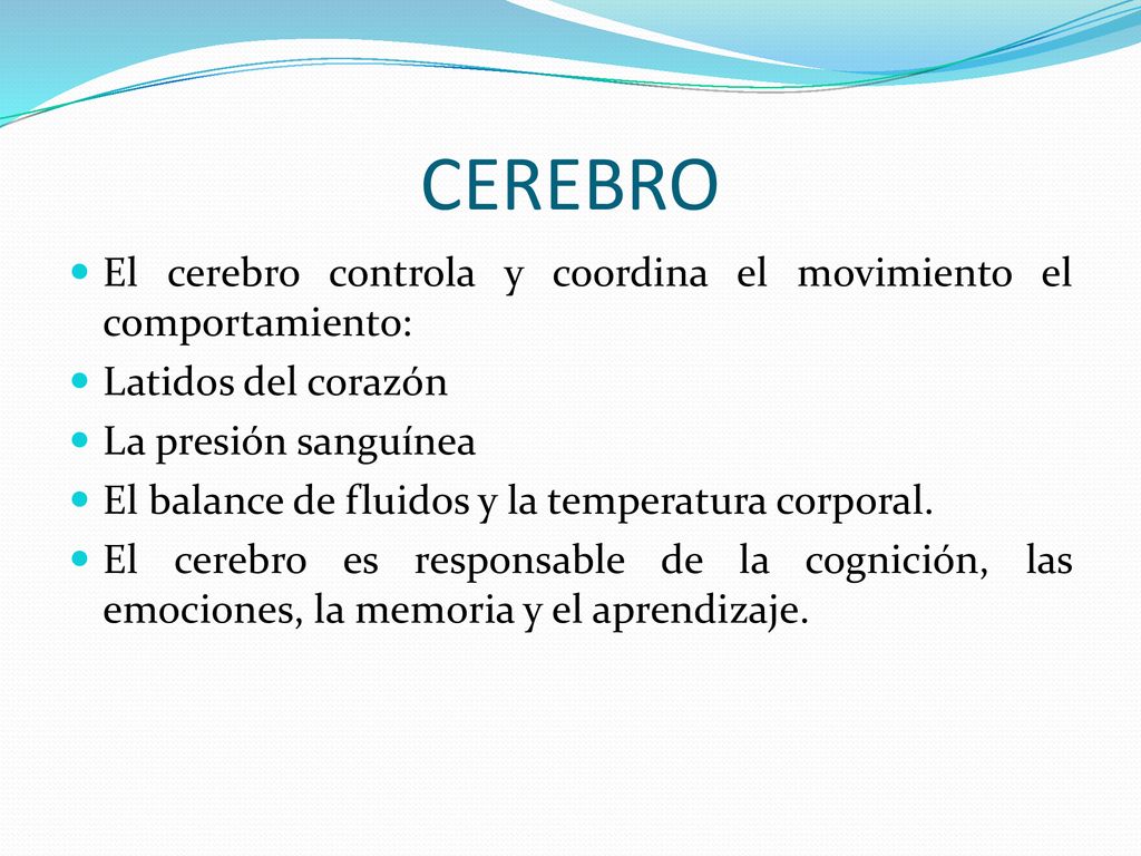 CEREBRO El cerebro controla y coordina el movimiento el comportamiento: Latidos del corazón. La presión sanguínea.
