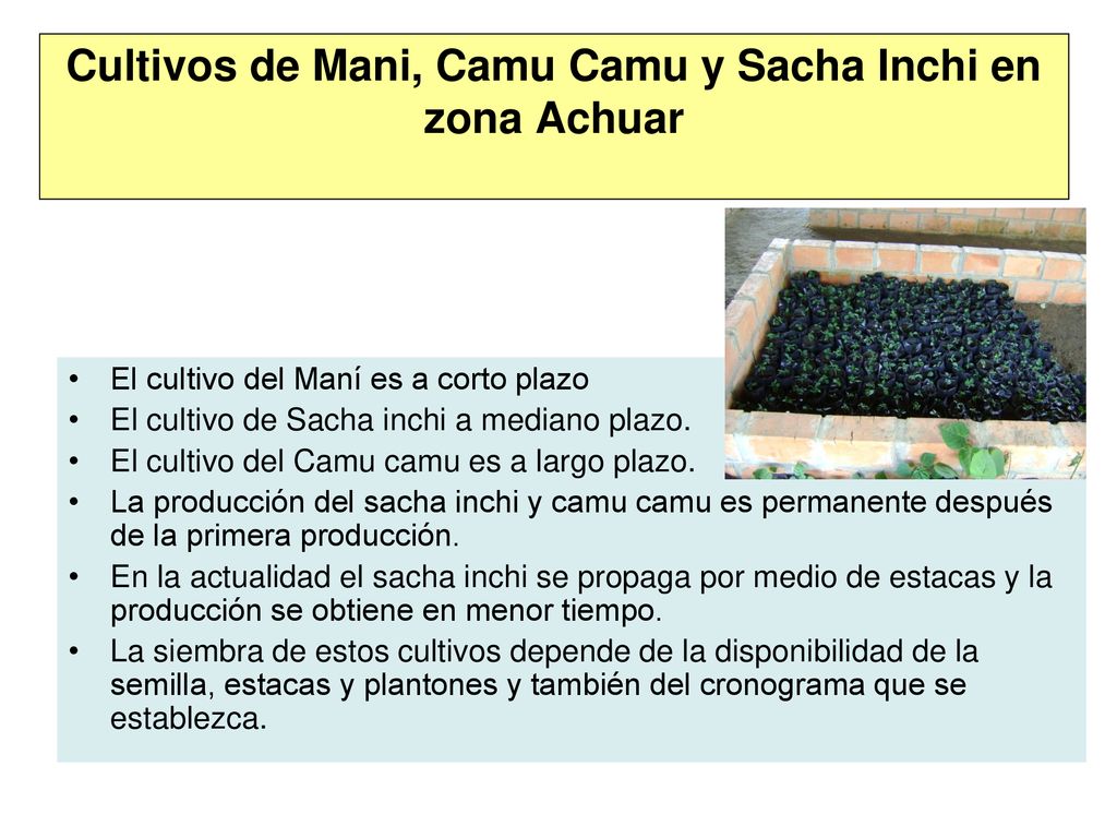 Cultivos de Mani, Camu Camu y Sacha Inchi en zona Achuar