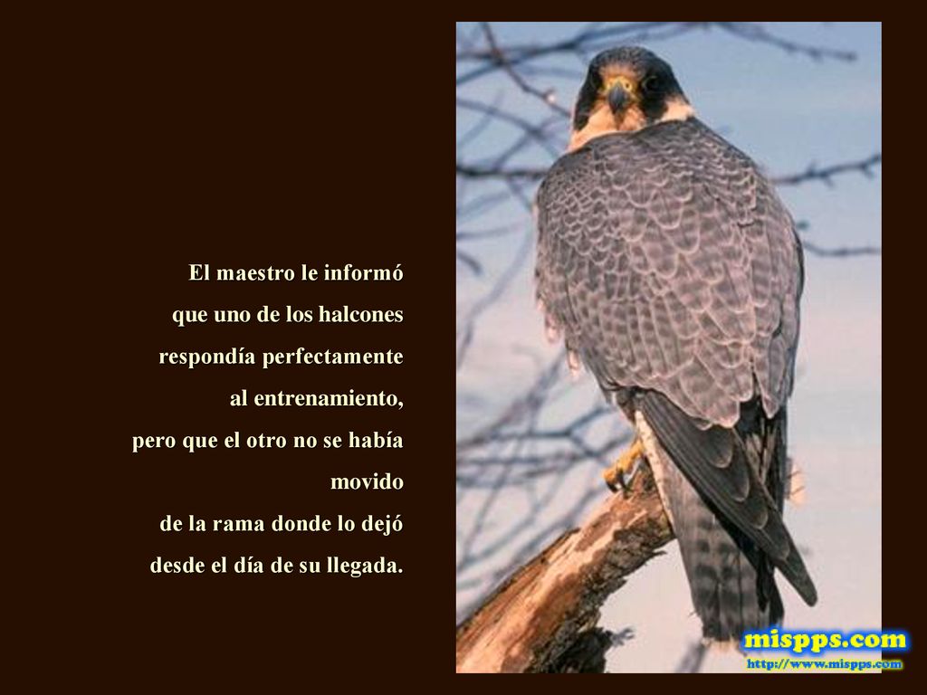 El maestro le informó que uno de los halcones. respondía perfectamente. al entrenamiento, pero que el otro no se había movido.