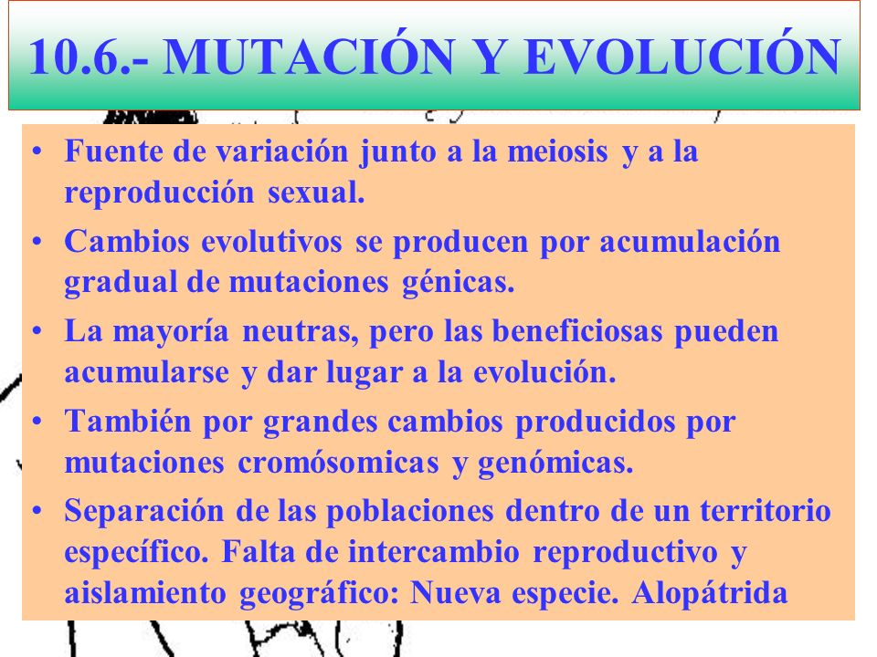 MUTACIÓN Y EVOLUCIÓN Fuente de variación junto a la meiosis y a la reproducción sexual.