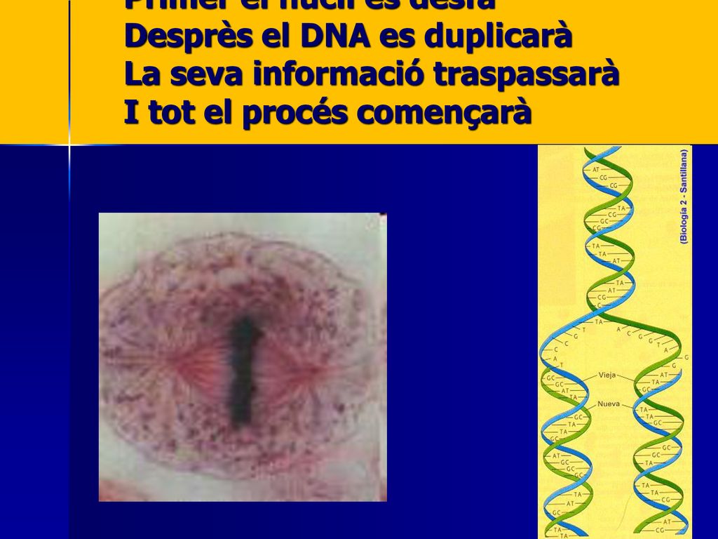 Primer el nucli es desfà Desprès el DNA es duplicarà La seva informació traspassarà I tot el procés començarà